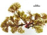 Halopteris filicina3